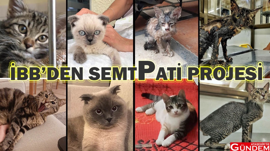 İBB’DEN  İNSAN DOSTLARINA SEMTPATİ PROJESİ 1587631225944-kedileeeeer