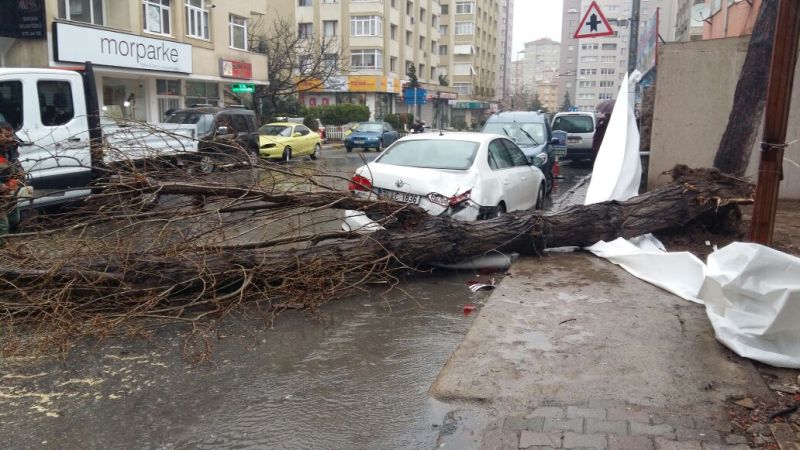 ŞİDDETLİ FIRTINA AĞACI SÖKÜP ATTI 1